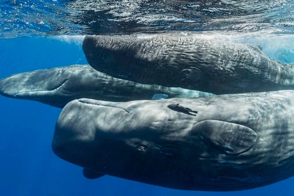 Could a Sperm Whale Swallow a Person? The Anatomy and Odds