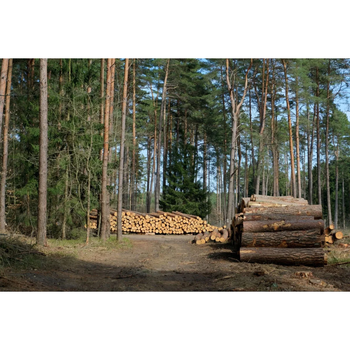 EUDR Traceability: Supply Chain Challenges and Business Opportunities