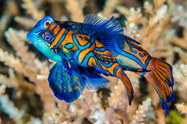 Mandarinfish, spawning pair - Synchiropus splendidus