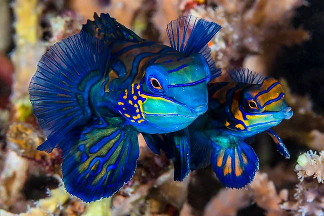 Mandarinfish, spawning pair - Synchiropus splendidus