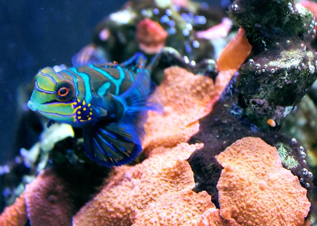Mandarinfish Show How Coral Rubble Can Shelter Reef Life