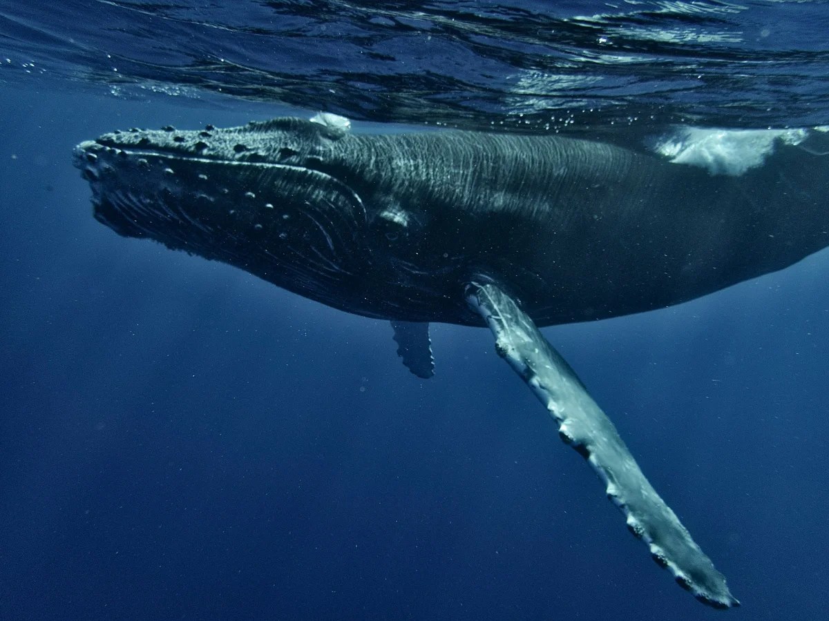 Humpback Whales: Recovery, Migration and the Risks Still Facing Them