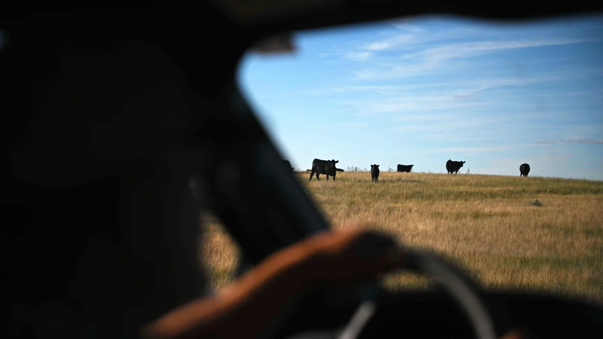 View from a vehicle window of cows in a field